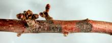 Image related to Apple (Malus spp.)-Cytospora Canker