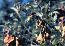 Image related to Apple (Malus spp.)-Fire Blight