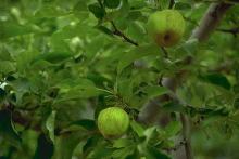 Image related to Apple (Malus spp.)-Fruit Russeting