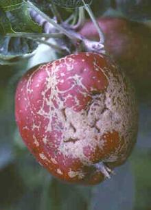 Image related to Apple (Malus spp.)-Fruit Russeting