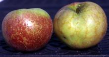 Image related to Apple (Malus spp.)-Fruit Russeting