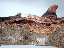 Image related to Apple (Malus spp.)-Perennial Canker (Bull's-eye Rot)