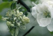 Image related to Apple (Malus spp.)-Powdery Mildew