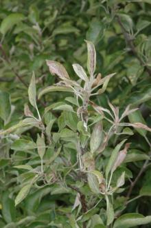 Image related to Apple (Malus spp.)-Powdery Mildew