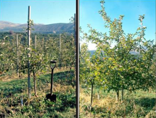 Image related to Apple (Malus spp.)-Replant Disease