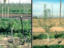 Image related to Apple (Malus spp.)-Replant Disease