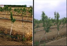 Image related to Apple (Malus spp.)-Replant Disease