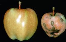 Distored apple with scab