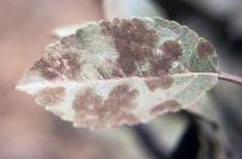 Many scab lesions on leaf