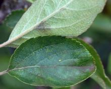 scab lesions on both sides of leaf