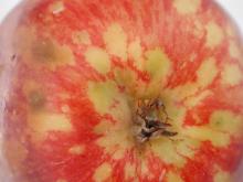 Image related to Apple (Malus spp.)-Scar Skin and Dapple Apple