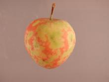 Image related to Apple (Malus spp.)-Scar Skin and Dapple Apple