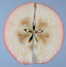 Image related to Apple (Malus spp.)-Storage Problems