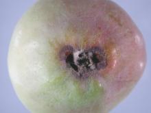 Image related to Apple (Malus spp.)-Storage Problems