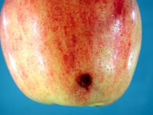 Image related to Apple (Malus spp.)-Storage Problems