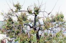 Thin canopy of an apricot tree