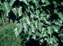 Image related to Apricot (Prunus armeniaca)-Silver Leaf