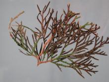 Image related to Arborvitae (Thuja occidentalis)-Black Flagging