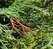 Image related to Arborvitae (Thuja occidentalis)-Tip Blight