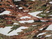 Image related to Arborvitae (Thuja occidentalis)-Tip Blight