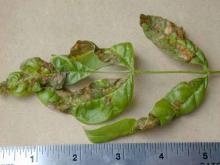 Image related to Ash (Fraxinus spp.)-Anthracnose