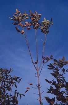 Image related to Ash (Fraxinus spp.)-Verticillium Wilt