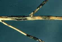 Image related to Asparagus (Asparagus sp.)-Rust