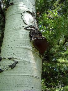 Image related to Aspen (Populus tremuloides)-Aspen Trunk Rot