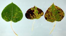 Image related to Aspen (Populus tremuloides)-Marssonina Leaf Spot