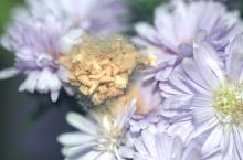 Image related to Aster-Botrytis Blight