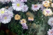 Image related to Aster-Botrytis Blight