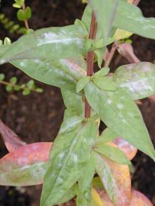 Image related to Aster-Powdery Mildew