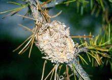 Image related to Pine (Pinus spp.)-Western Gall Rust