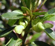 Image related to Azalea (Rhododendron spp.)-Leaf and Flower Gall