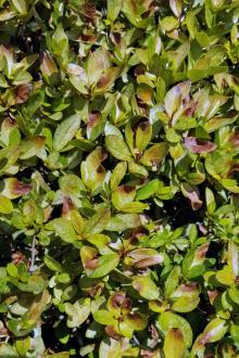 azalea leaves