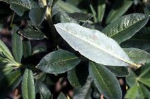 Image related to Azalea (Rhododendron spp.)-Powdery Mildew