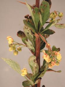 Image related to Barberry (Berberis spp.)-Leaf Spot