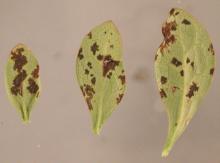 Image related to Barberry (Berberis spp.)-Leaf Spot