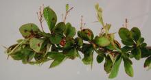 Image related to Barberry (Berberis spp.)-Leaf Spot