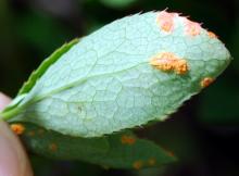 Image related to Barberry (Berberis spp.)-Rusts