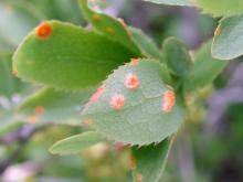 Image related to Barberry (Berberis spp.)-Rusts