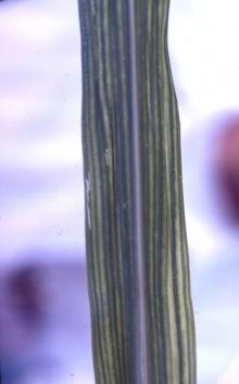 Image related to Barley (Hordeum vulgare)-Barley Stripe