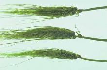Image related to Barley (Hordeum vulgare)-Covered Smut