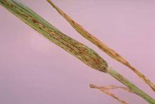 Image related to Barley (Hordeum vulgare)-Net Blotch