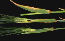 Image related to Barley (Hordeum vulgare)-Scald