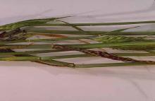 Image related to Barley (Hordeum vulgare)-Spot Blotch