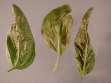 Image related to Basil, Sweet (Ocimum basilicum)-Downy Mildew