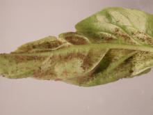 Image related to Basil, Sweet (Ocimum basilicum)-Downy Mildew