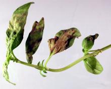 Image related to Basil, Sweet (Ocimum basilicum)-Downy Mildew