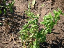 Image related to Basil, Sweet (Ocimum basilicum)-Fusarium Wilt and Crown Rot